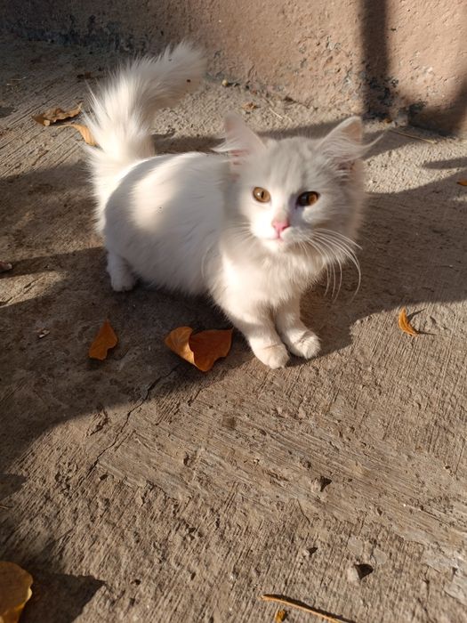 Пристраиваю котят, в добрые руки