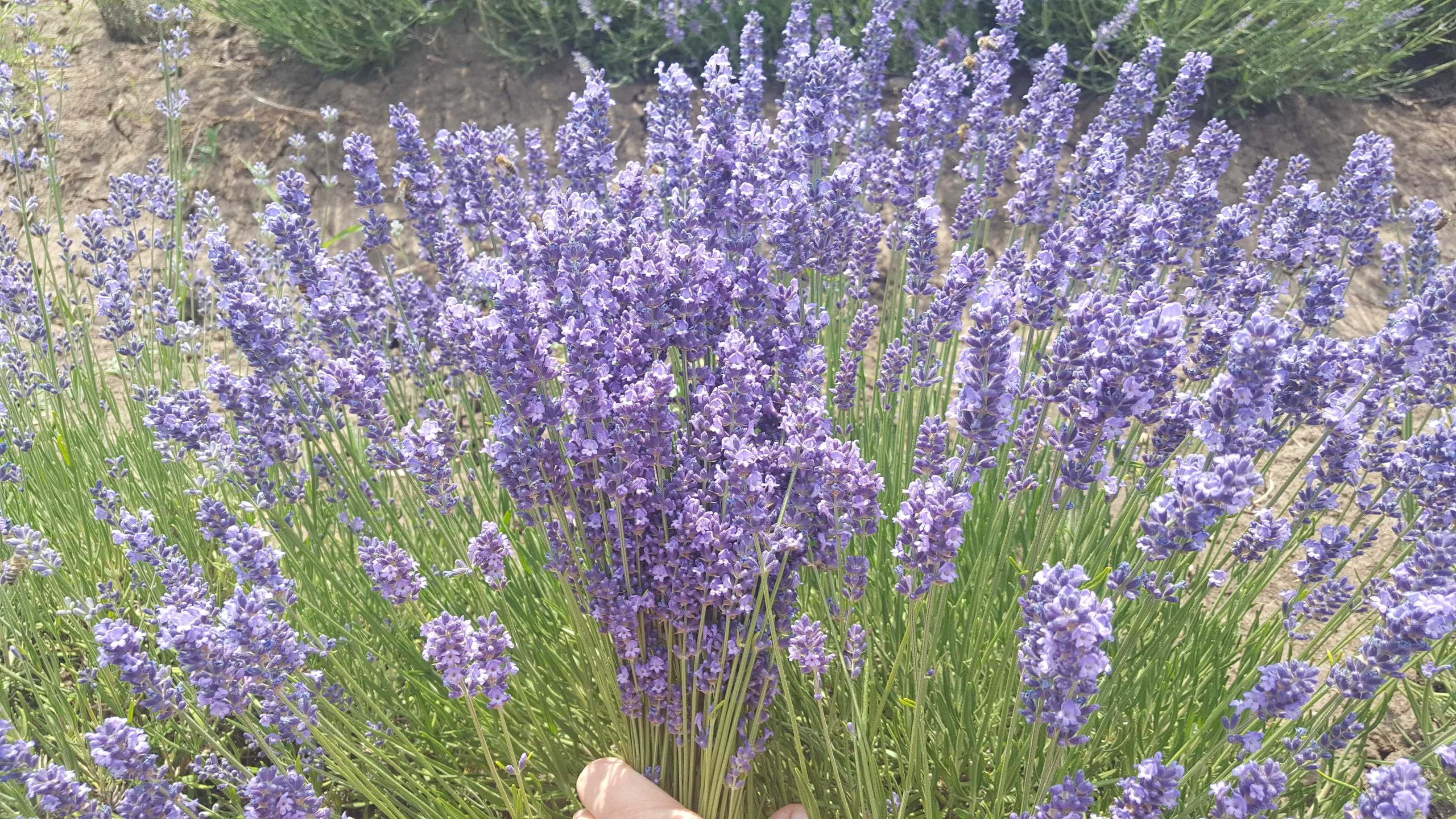 Vand lavanda verde 2025