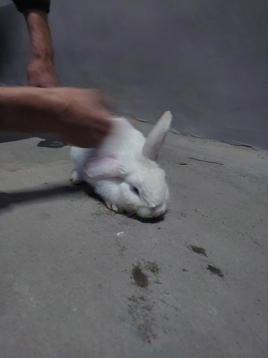 SHalponquloq quyoncha sotiladi