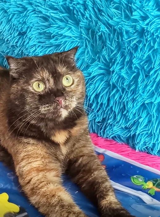 Шотландская  стерелизованая кошечка