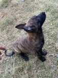 Pui Malinois 2 luni-ofer spre adoptie cu responsabilitate.