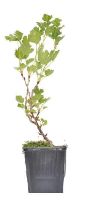 Producator Butasi MUR anul 2 Thornfree, Stoloni capsuni, Smochin Agris