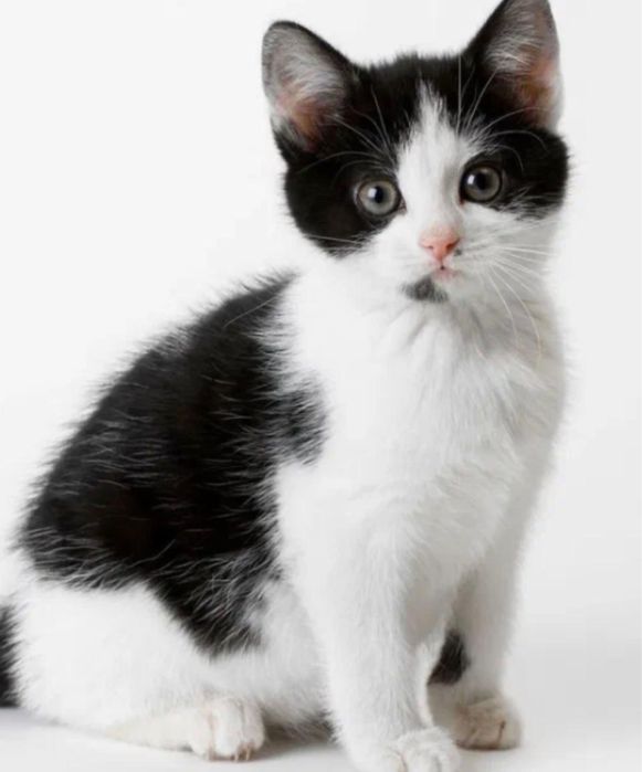 ПОТЕРЯШКА котенок  2,5 месяца