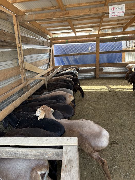 Қой, Тоқты, Бараны,