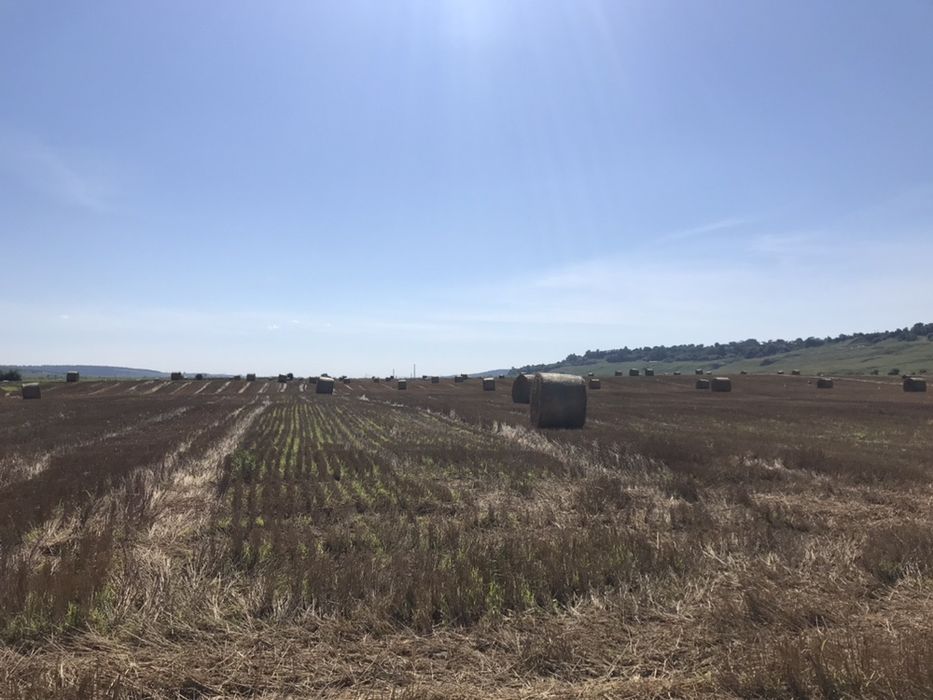 Baloti paie grau 250 kg