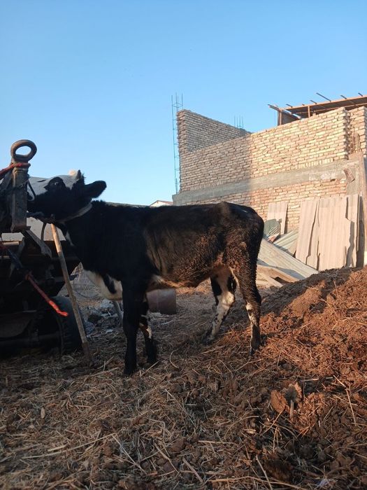 Гуножин сотилади