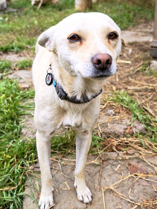 Собачка в дом, маленький звоночек!