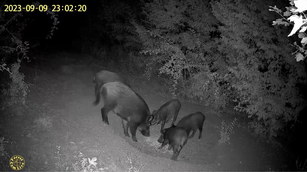 ForestCamLive F1 ORIGINALA Vanatoare 4G Camera