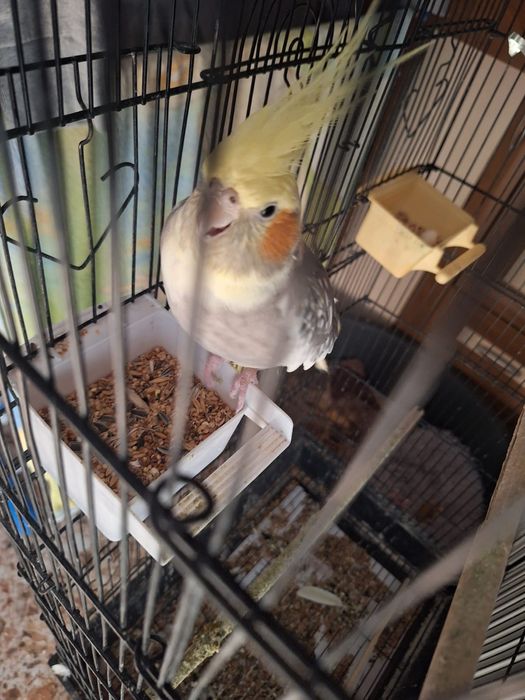 Vând peruși și nimfe