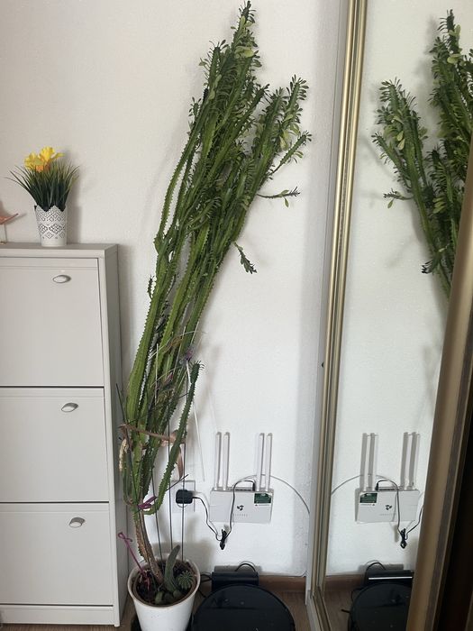 Кактус высокий ,отдам даром ,многолетний ,возраст 5 лет и более