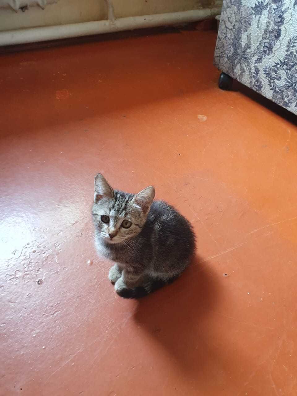 Котята домашние . Бесплатно .