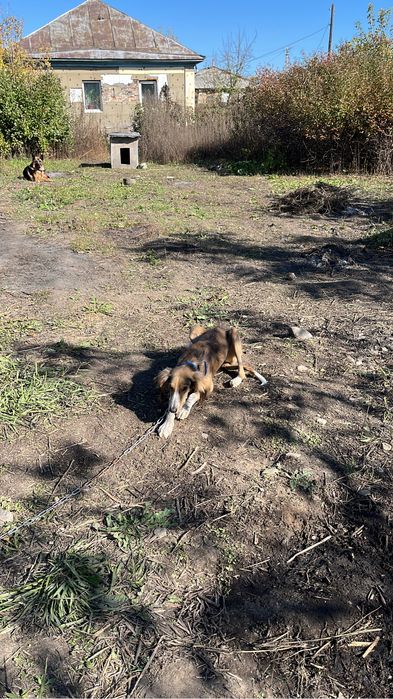 Собака. Тазы. Продаем