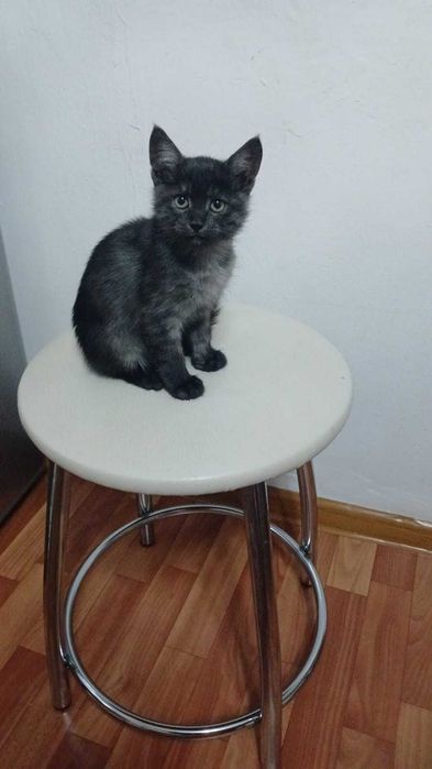 Котёнок мальчик.