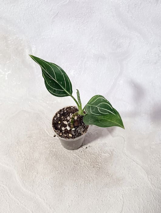 Детки Аглаонем 10 сортов в наличии