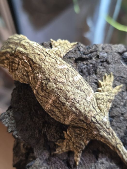 Rhacodactylus leachianus mount koghis