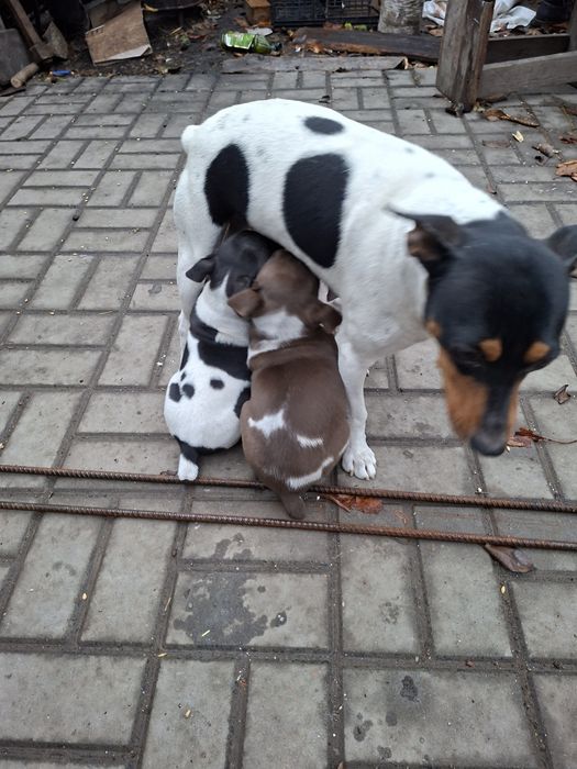 Ratonero Boutdeguero