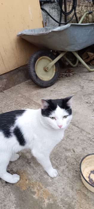 Отдам кота 1,5 лет