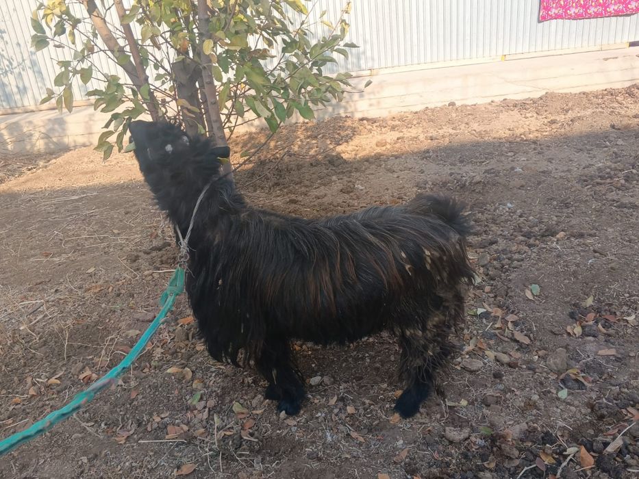 Теке сатылады.