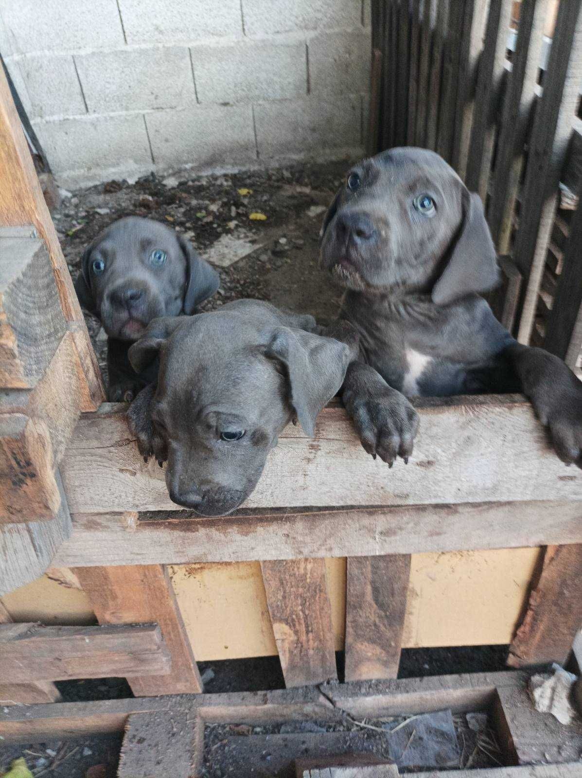 Продавам Кане Корсо