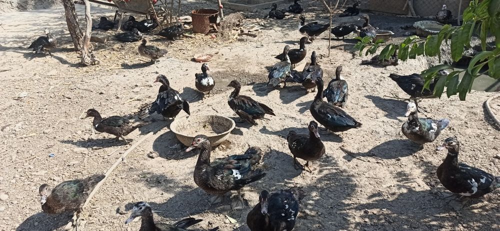 O'rdak sotiladi soni etmishta