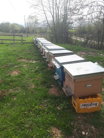 Vand 18 familii de albine