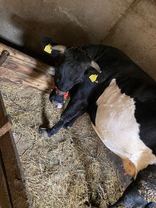 Vand vaca la prima fatare