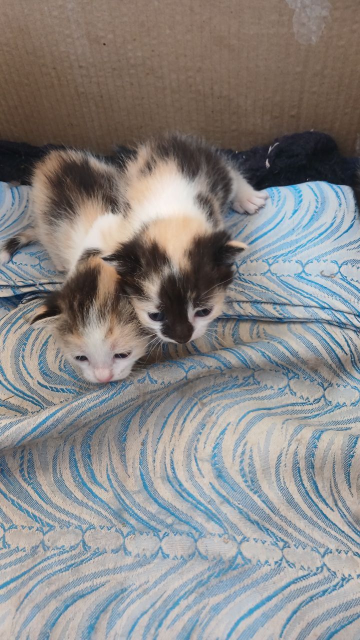 Котята бесплатно