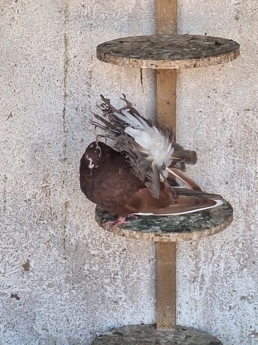 Porumbei rotati/voltați