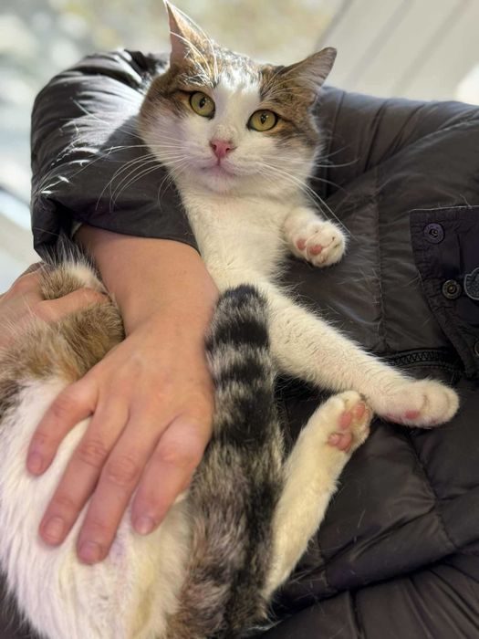 Мъжко коте търси дом