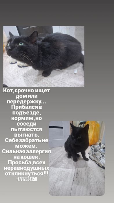 Срочно Кот в добрые руки