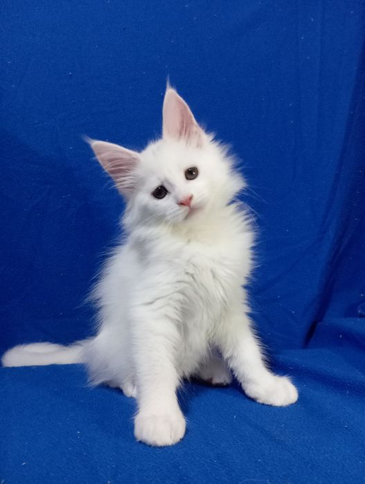 Котята породы Мейн Кун