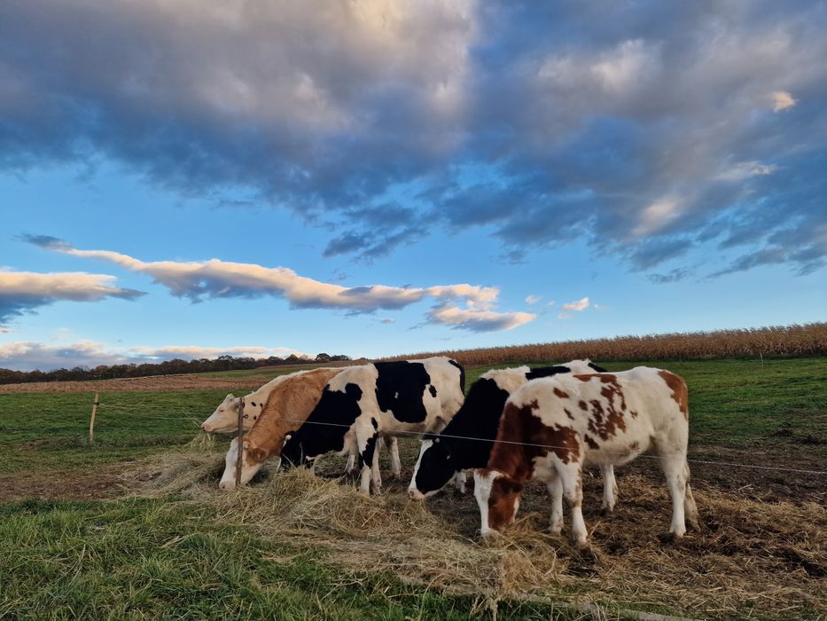Vând 5 Juninci gestante