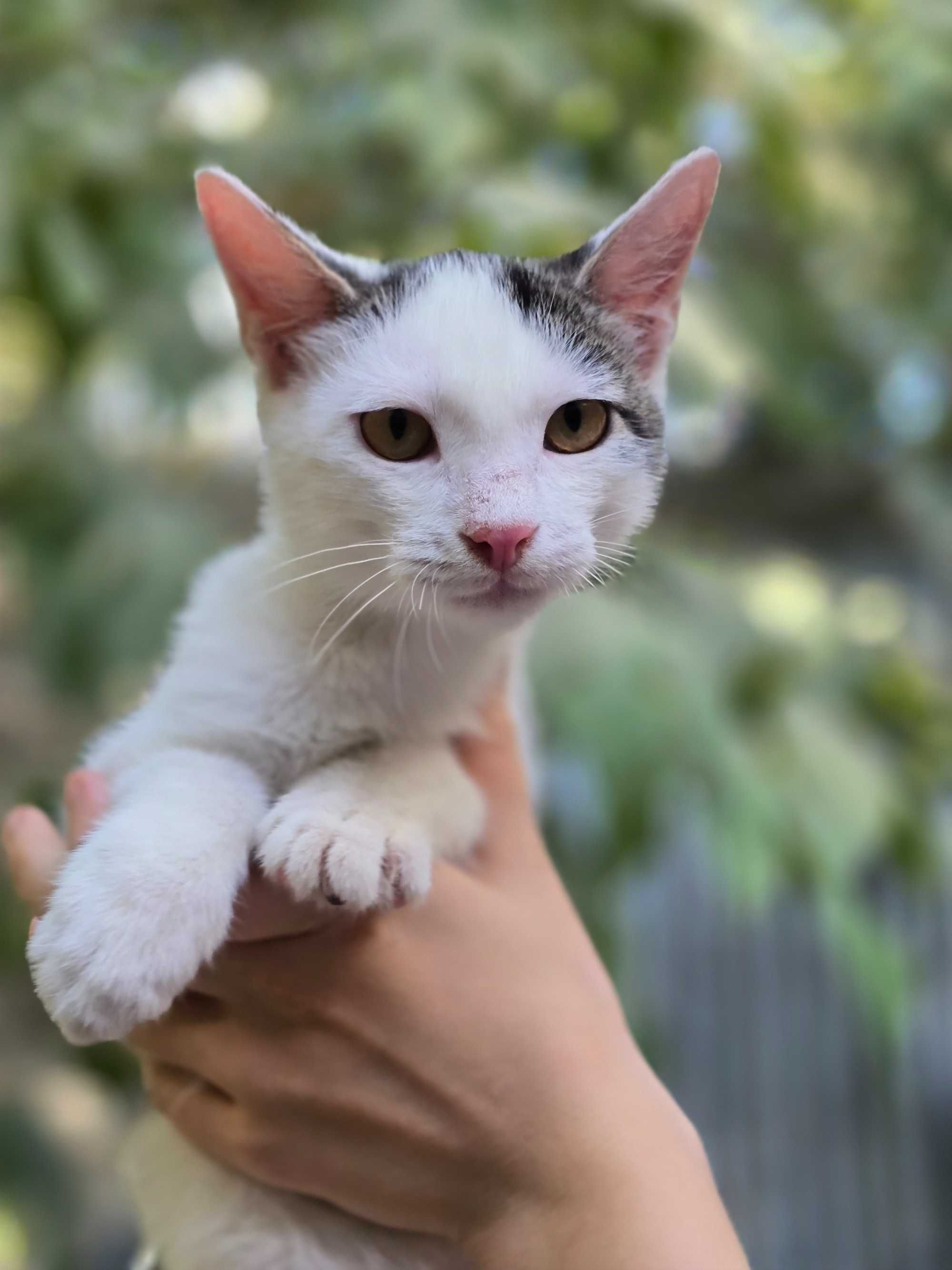 Котёнок, мальчик, 4 месяца