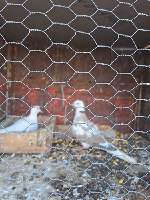 Гугутки и гълъби