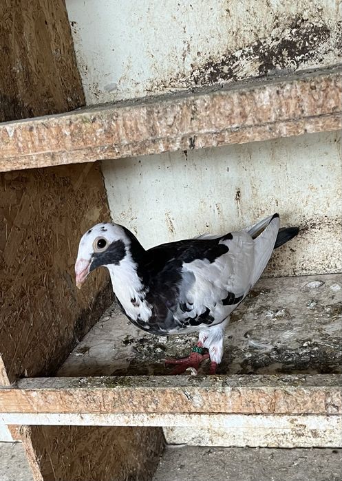 Porumbei voiajori de ornament 2025