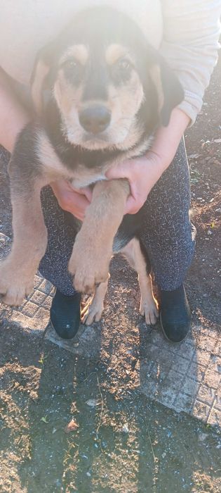 Подарявам кученца