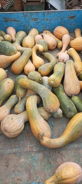 Тикви цигулки за храна на животни