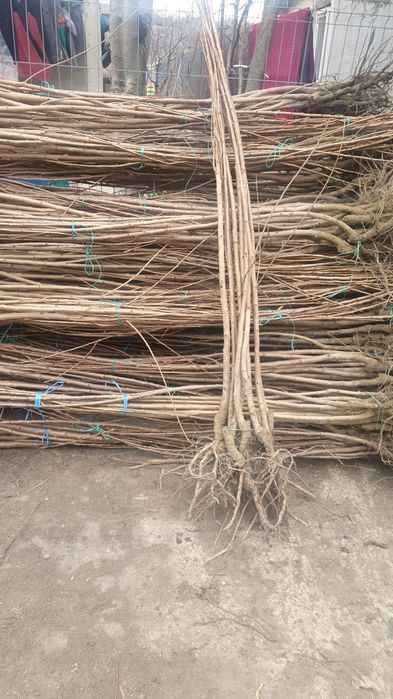 Pomi fructiferi și vița altiita 2024