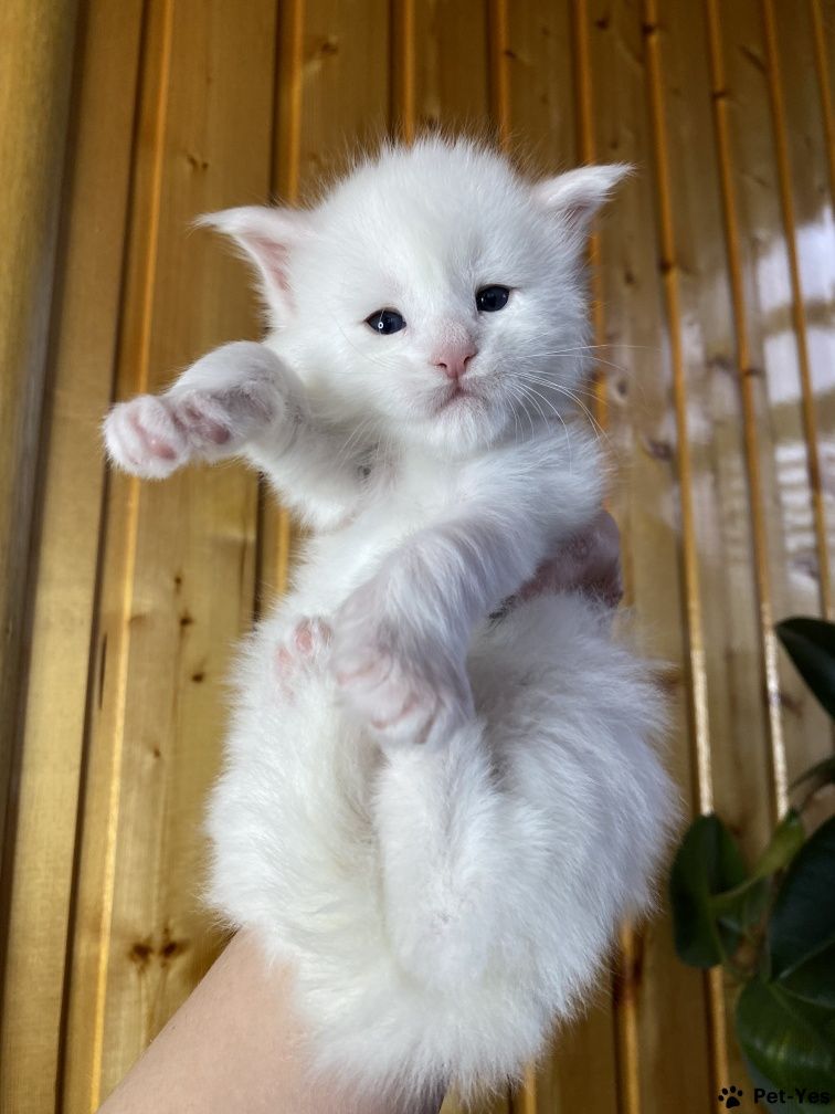 НЕЖНЫЕ- БЕЛЫЕ котята Мейн Кунов