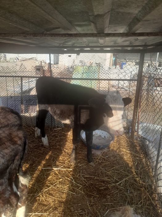 3-4 айлық бычок бузау сатылады