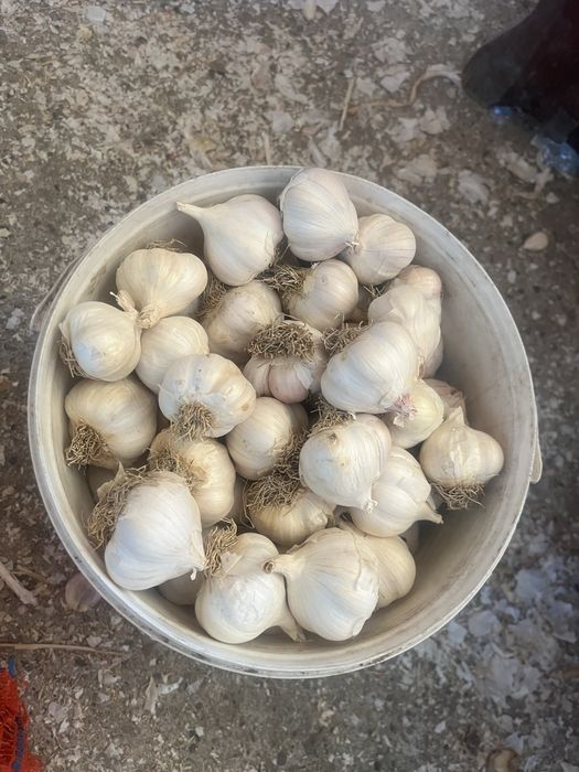 Vând usturoi de primăvară în cantitate mare