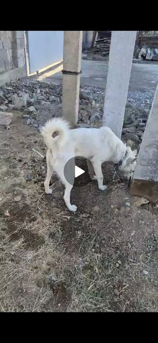 Лайка, Лаики, шенки, собака