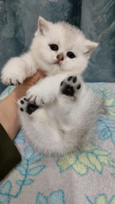 Продаётся чистокровная шотландская девочка скоттиш-страйт