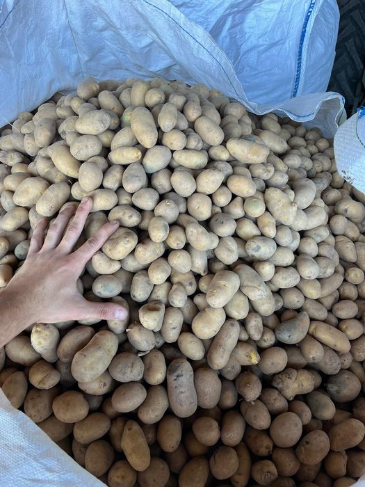 Cartofi pentru animale