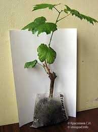 Узум кучатлари ссженцы винограда