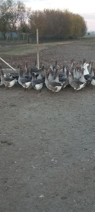 Gaste de vânzare tinere