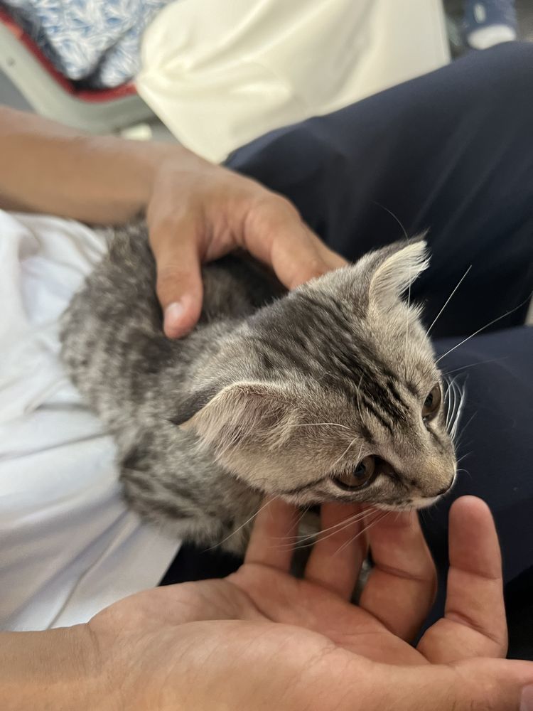 Шотланский весноухо кошка