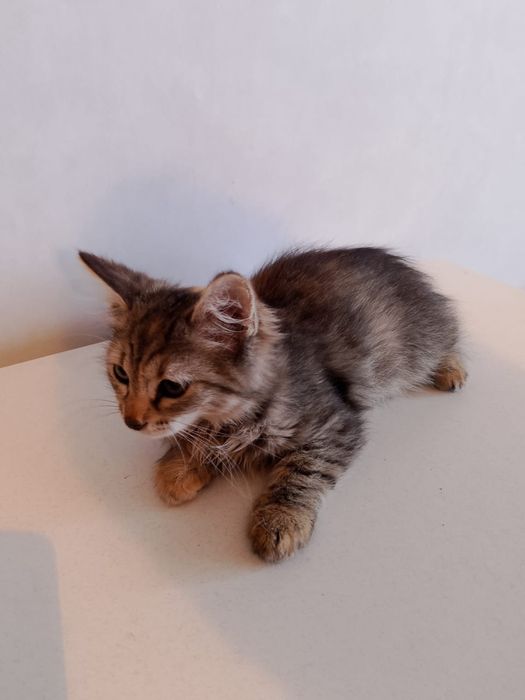 Котенок.         .
