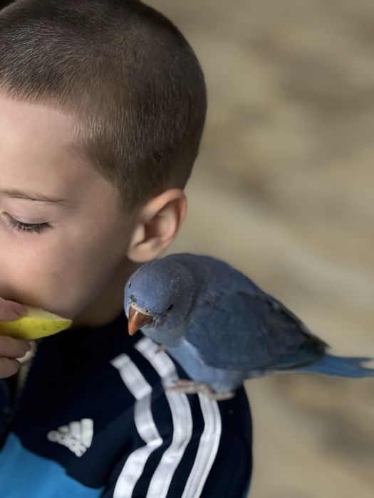 Papagali vorbitori micul alexandru puiuti blanzi micul alexander