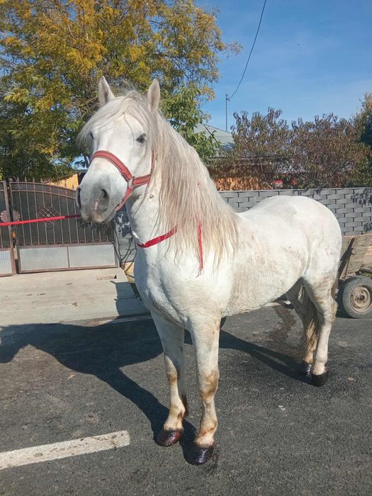 Vând un armăsar semi greu de 7 ani cuminte miel.                     .